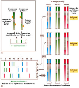 jemplo de 3 VNTRs en 3 diferentes individuos. Por ejemplo, se representan en distintos colores 3 pares de cromosomas homólogos y 3 VNTRs o repeticiones en tres cromosomas distintos. El No 1 en un cromosoma (azul ) con dos variantes en cada homólogo, por ejemplo en el materno 24 pares de bases (por ejemplo sea 6 repeticiones de 4 nucleótidos) y en el cromosoma paterno del Individuo A: unas 3 repeticiones de 4 bases: 12 nucleótidos en total.