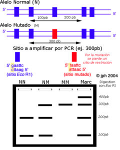 Esquema detección de alelos mutados. original de JPH Cor 2004, modificado por Gabriela Iglesias