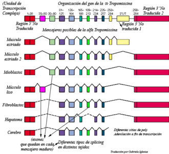 UNIDAD DE TRANSCRIPCION COMPLEJA