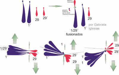 translocación 1/29 formación de gametas desbalanceadas. Por Gabriela Iglesias