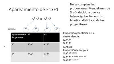 Apareamientos F1 xF1 codominancia