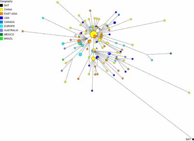 Red filogenética de 160 genomas SARS-CoV-2. El nodo A es el cúmulo raíz obtenido con el murciélago (R. affinis) aislado del coronavirus BatCoVRaTG13 de la provincia de Yunnan. Las áreas circulares son proporcionales al número de taxones, y cada muesca en los enlaces representa una posición de nucleótido mutado. El rango de secuencia considerado es de 56 a 29.797, con numeración de posición de nucleótido (np) según la secuencia de referencia Wuhan 1 (8). Se utilizaron el algoritmo de red de unión a la mediana (2) y el algoritmo Steiner (9), ambos implementados en el paquete de software Network5011CS(https://www.fluxus-engineering.com/),con el parámetro epsilon establecido en cero, generando esta red que contiene 288 árboles más parsimoniosos de 229 mutaciones de longitud 229. Las reticulaciones son causadas principalmente por mutaciones recurrentes en np11083. Los 161 taxones (160 virus humanos y un virus de murciélago) producen 101 secuencias genómicas distintas. El diagrama filogenético está disponible para el escrutinio detallado en formato de póster A0(Apéndice SI, Fig. S5) y en la red gratuita archivos de des