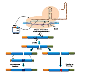 Figura 7. La edición de genomas a través de ARN guía-CAS9. La nucleasa Cas9 y la guía de ARN, debe ser primero introducida en la célula diana. Esto se logra mediante introducción por ingeniería genética. El ARN guía dirige a Cas9 para unir secuencias de ADN diana.