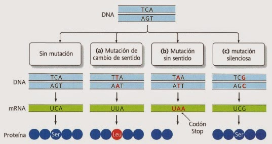 efecto de las sustituciones de bases