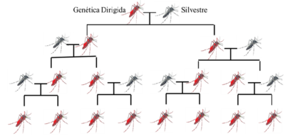 Figura 3. El concepto de genética dirigida (del inglés Gene Drive: GD) lo podemos ejemplificar en un caso hipotético de un transgen que bloquea la transmisión de la malaria (pero que no tiene valor selectivo en la población de insectos).