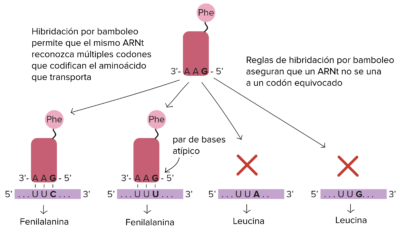 Apareamiento tipo Wooble o apareamiento poco frecuente de los ARN (codón y anticodón). Fuente: Khan Academy