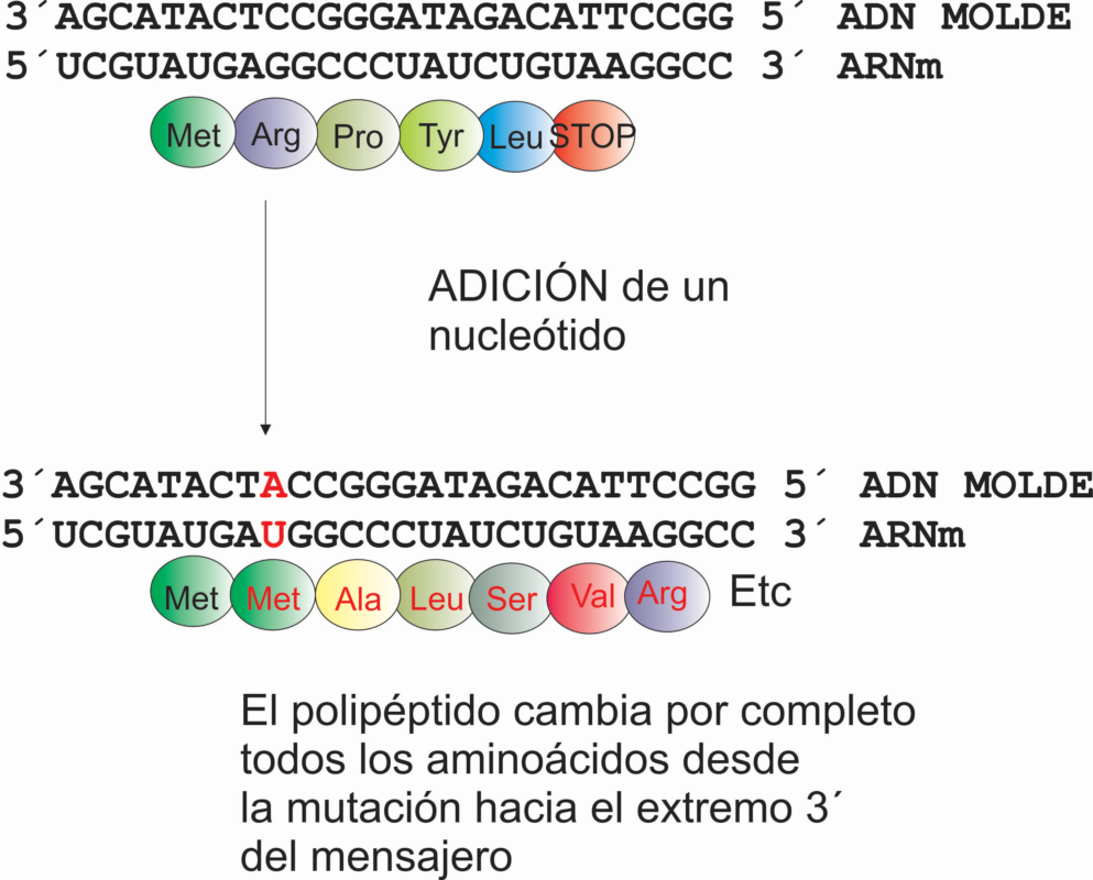 Adición de un nucléotido y su consecuencia en la síntesis del polipéptido. Por Gabriela Iglesias