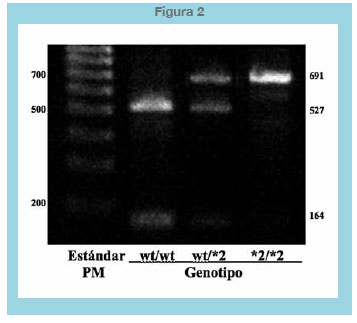 Diferencias entre homocigotas y heterocigotas donde hay un sitio de corte de una enzima