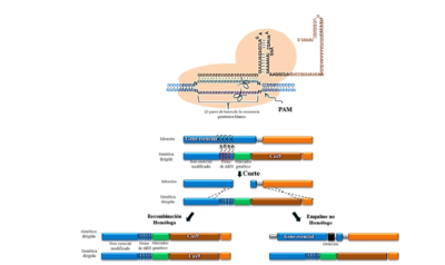 Figura 5.Genética dirigida (GD) utilizando el sistema CAS9-ARN guía.