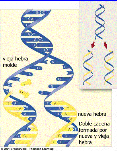 Duplicación del ADN Imagen original de Brooks Cole 2001 modificada por Gabriela Iglesias