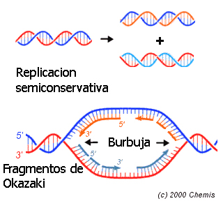 Burbuja de replicación