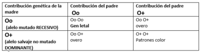 Figura 6: Esquema de modo de herencia del gen overo letal blanco. Fuente: (Santschi et al.,1998)