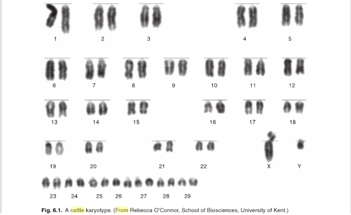 Cariotipo bovino (2n:60 cromosomas, 29 pares y 1 par de cromosomas sexuales, X e Y en este caso) Fuente: Rebecca O'Connor. Escuela de Bioiencias de la Universidad de Kent