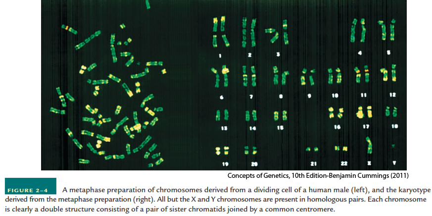 Crédito de Concepts of Genetics Ed Benjamin Cummings 2011