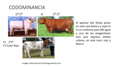 Codominancia en Ganado Shorthorn