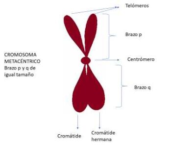 cromosoma metacéntrico y sus partes