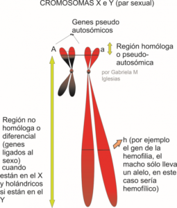 Cromosomas sexuales o alosomas de un macho el X y el Y sus regiones. Por Gabriela Iglesias