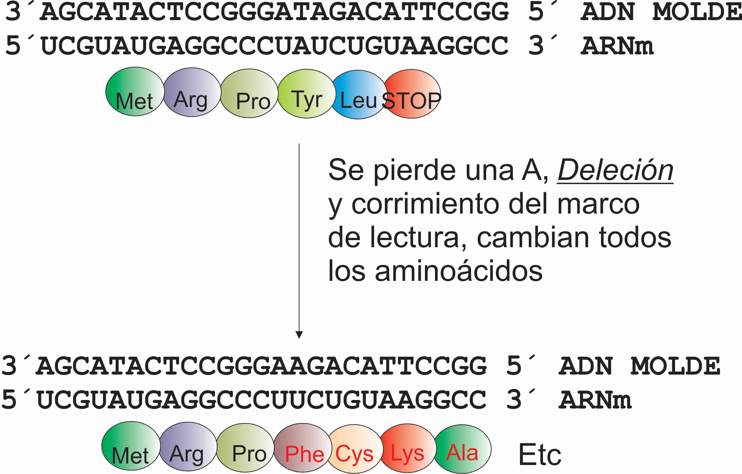 Ejemplo de una deleción y su consecuencia en la síntesis de proteínas. Por Gabriela Iglesias 
