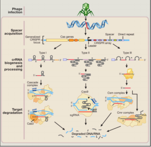 Figura 6. Ilustración de cómo ingresa originalmente el material genico viral dentro de la bacteria, y los pasos subsecuentes para registrarlo y utilizarlo como propio dentro del sistema defensivo CRISPR. Fuente:Gantz, 2015.