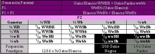 Apareamiento de di-híbridos con el gen W que inhibe al del color de base. Por Gabriela Iglesias