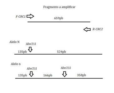 Tamaño del fragmento a amplificar por PCR y un esquema del patrón de restricción con enzimas en el alelo N (dominante) y el n (recesivo) con la enzima Alw211