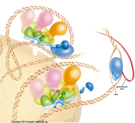 Factores de transcripción que estimulan la ARN polimerasa a transcribir sintetizando el ARN mensajero. Crédito Francisco Navarro de Scientific American INC.