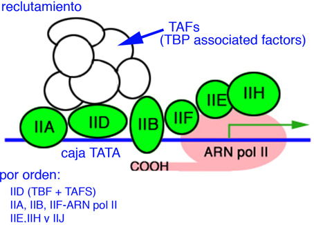 Factores de transcripción y ARN polimerasa comenzando la transcripción de Home scarlet be