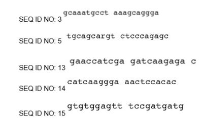 Figura 3: grupo de primers que se utilizaron para llevar a cabo la técnica PCR alelo específica. Fuente: patente US 6372900 B1 - Horse Endothelin-b Receptor Gene And Gene Products The Lens