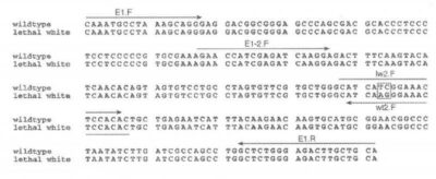 Figura 4: Esquema de la secuencia y los primers u oligonucleótidos usados para la amplificación en una PCR alelo específica. Fuente: patente US 6372900 B1 - Horse Endothelin-b Receptor Gene And Gene Products The Lens