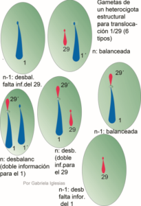 Todos los tipos de gametas que puede dar un portador o heterocigota para la translocación Robertsoniana 1/29 del Bovino