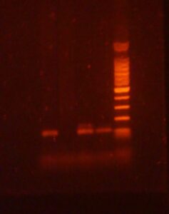 Gel de control de amplificación por PCR teñido con bromuro de etidio y visto en un transiluminador de luz ultravioleta (UV de 302nm). La PCR se realizó de un segmento de un gen (exón) en tres individuos. 1er, 3ro y 4to pocillo contienen ADN de distintos animales que se amplificó. En el 2do pocillo (de izq. a derecha, no hubo amplificación), o sea falla de la técnica. En el último pocillo (derecha) se ve un marcador de peso molecular, para indicar el tamaño de la banda de ADN (en este caso 130 pares de bases)