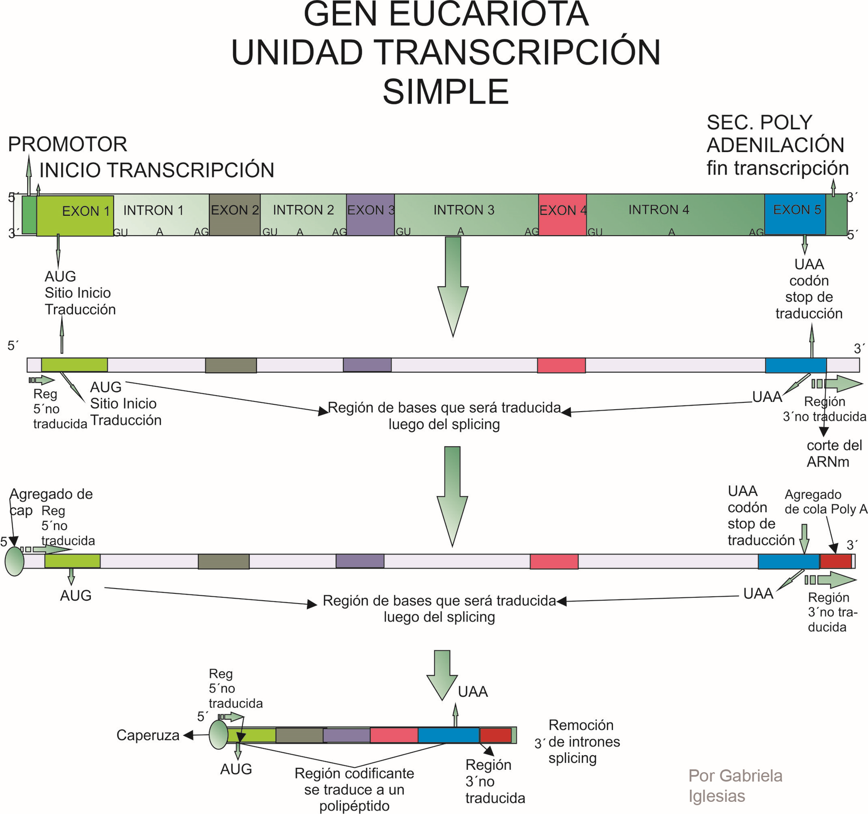 Esquema de un gen eucariota. Unidad de transcripción simple. Por Gabriela Iglesias 