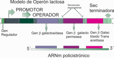 operon lactosa por Gabriela Iglesias