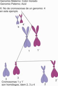 Ejemplo de cada genomio de un animal. En este caso de 2n:6 cromosomas, 3 pares de cromosomas homólogos y dos genomios con tres cromosomas cada uno. Un genomio paterno (1 cromosoma 1, un cromosoma 2 y un cromosoma 3) y otro materno. Por Gabriela Iglesias