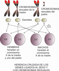 Herencia de los cromosomas sexuales de padres a hijos machos y hembras. Siempre las hembras herendan un X del padre y uno de la madres pero los machos heredan el Y del padre y un X siempre de la madre. Por Gabriela Iglesias