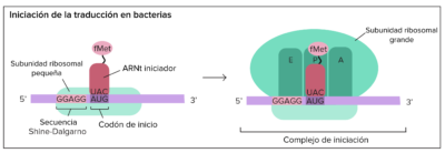 Inciciacion de la traducción en procariotas Kahn academy