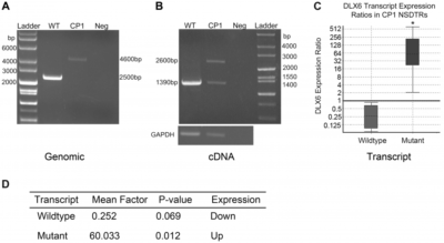 PCR realizada de https://journals.plos.org/plosgenetics/article/figure/image?size=medium&id=10.1371/journal.pgen.1004257.g003