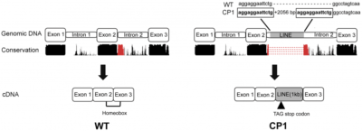 ADN genómico del ADN copia de https://journals.plos.org/plosgenetics/article/figure/image?size=medium&id=10.1371/journal.pgen.1004257.g004