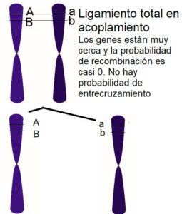 Ligamiento total