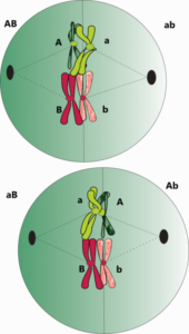 Dos posibles orientaciónes de los pares de homólogos unos de colore verde y otras de color rosa y los genes que portan. De ambas posibilidades se obtienen 4 clases de gametas en la misma proporción AB ,ab, aB, y Ab.  Por Gabriela Iglesias