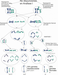 No disyunción en Anafase II de los progenitores de un trisómico o monosómico. Por Gabriela Iglesias