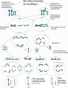 No disyunción por asinapsis o desinapsis en Anafase I y tipos de gametas que se pueden formar. Por Gabriela Iglesias