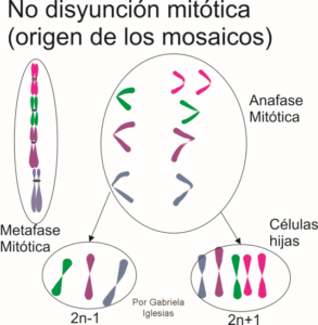 No disyunción en la mitosis, origen de los mosaicos, individuos con alguna líneas celulares con un 2n-1 y otras con otro 2n+1. Por Gabriela Iglesias