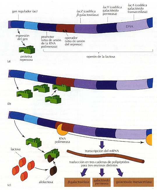 Operón lac Fuente: usal es web educativo biblioteca