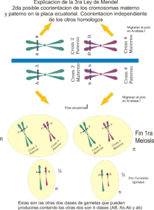 2da-coorientacion-centromerica posible que da recombinación entre los genes A y B en este caso originando dos clases de gametas aB y Ab . Por Gabriela Iglesias