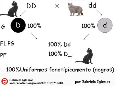 Primera ley de Mendel