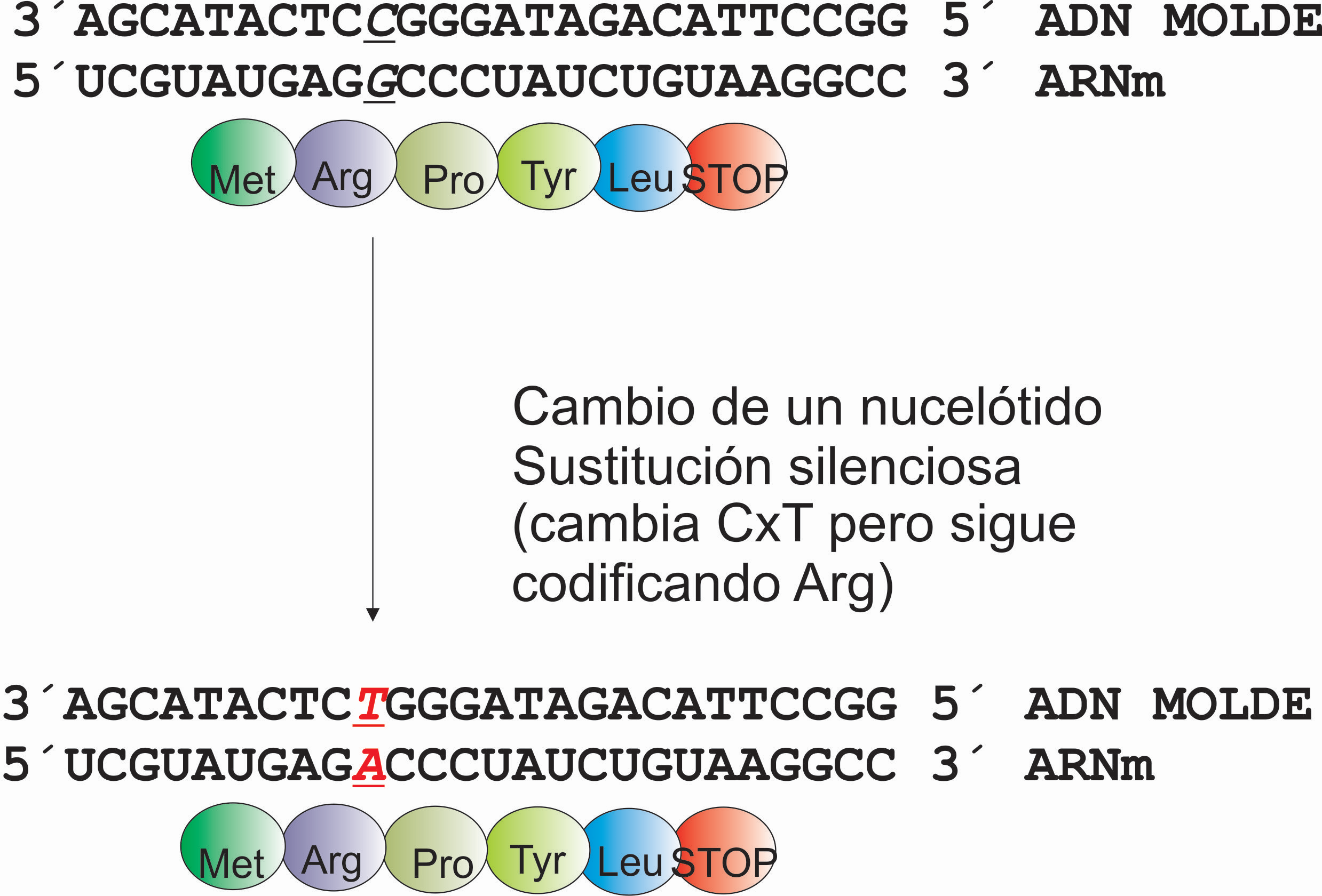 Sustitución silenciosa y su consecuencia en la síntesis de proteínas. Por Gabriela Iglesias 