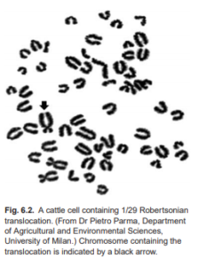 Otra metafase de un bovino con translocación 1/29