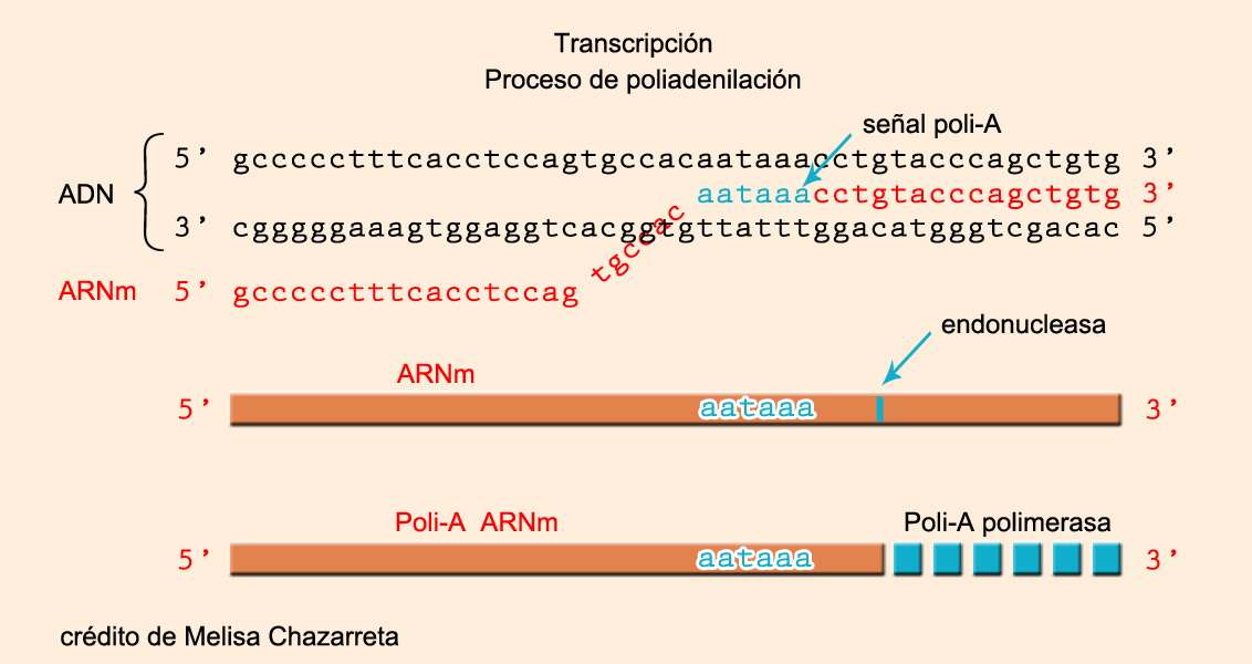 Adición de la cola poly A por Melisa Chazarreta