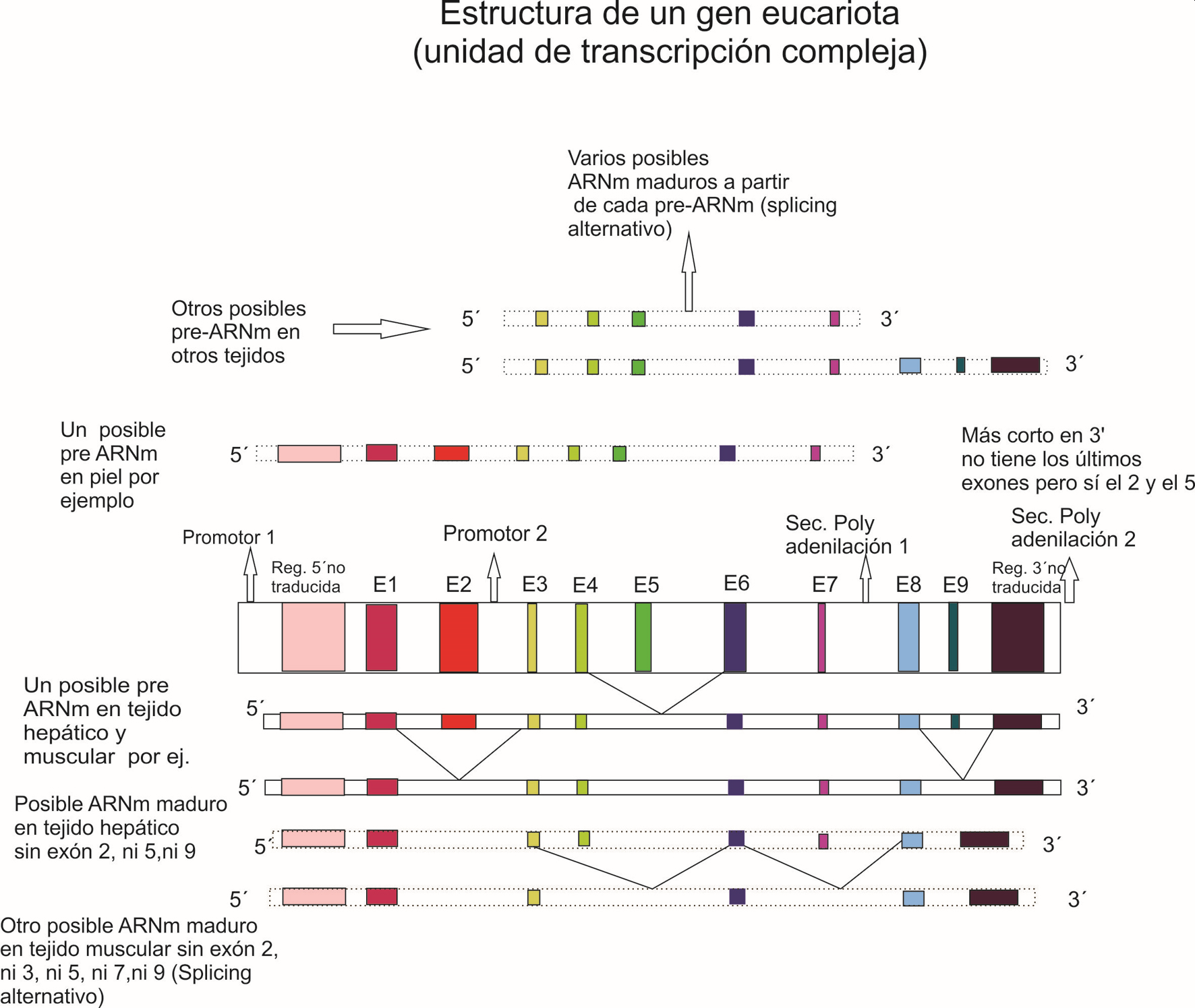 Esquema gráfico de una unidad de transcripción compleja. Por Gabriela Iglesias